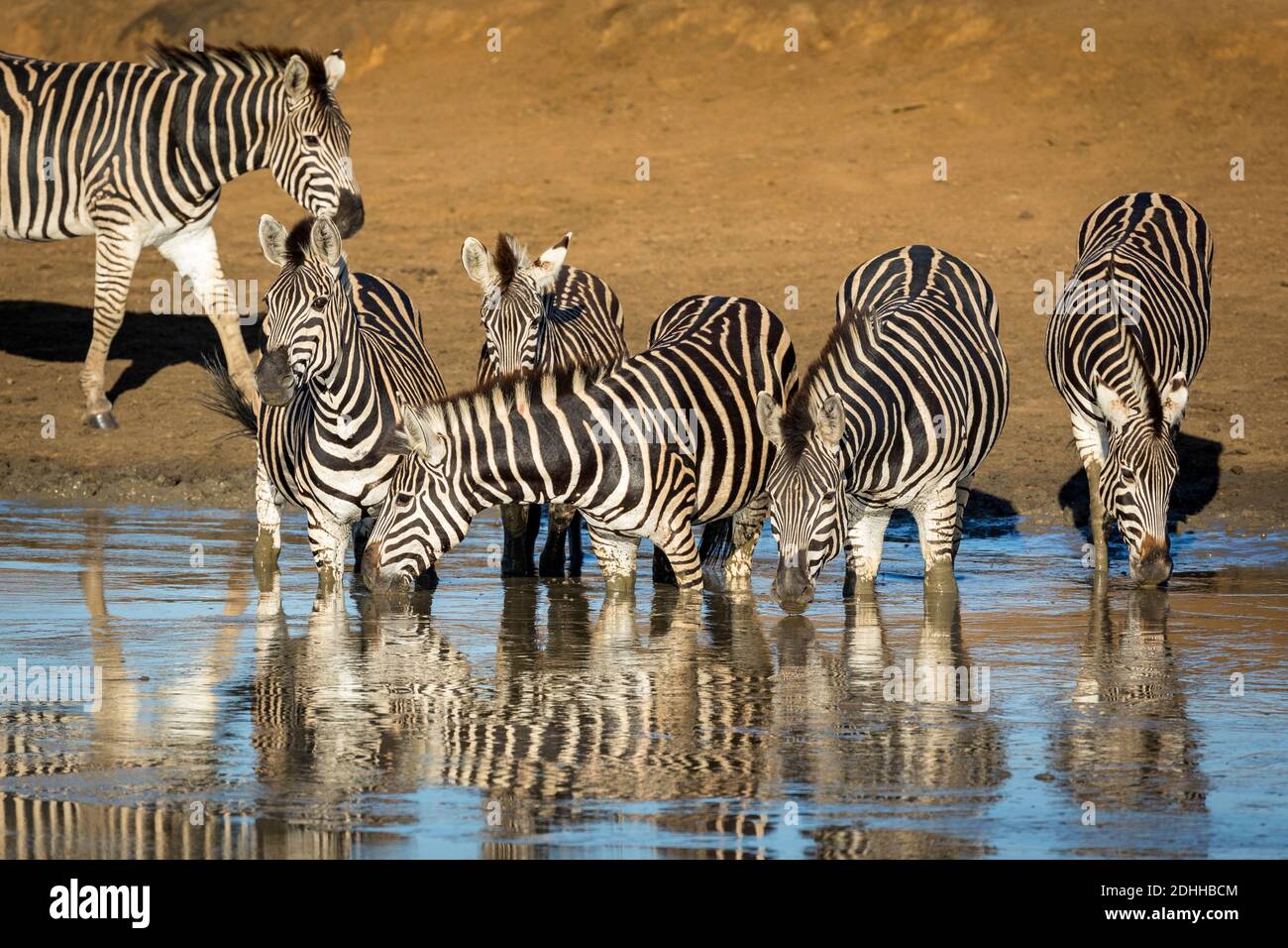Zebra herd standing in muddy water in golden morning sunlight in Kruger Park in South Africa Stock Photo