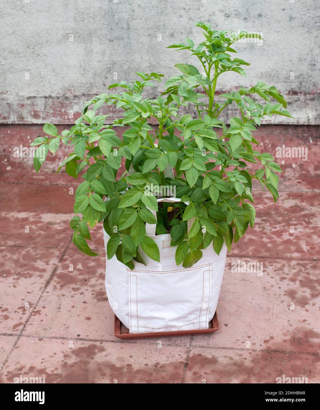 https://c8.alamy.com/comp/2DHHBM8/potato-plant-growing-in-polythene-grow-bag-on-terrace-2DHHBM8.jpg