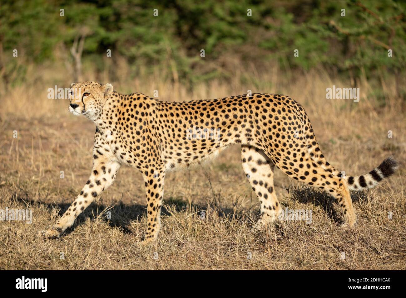 Horizontal portrait of an adult cheetah walking in dry grass in morning sunshine in Masai Mara in Kenya Stock Photo