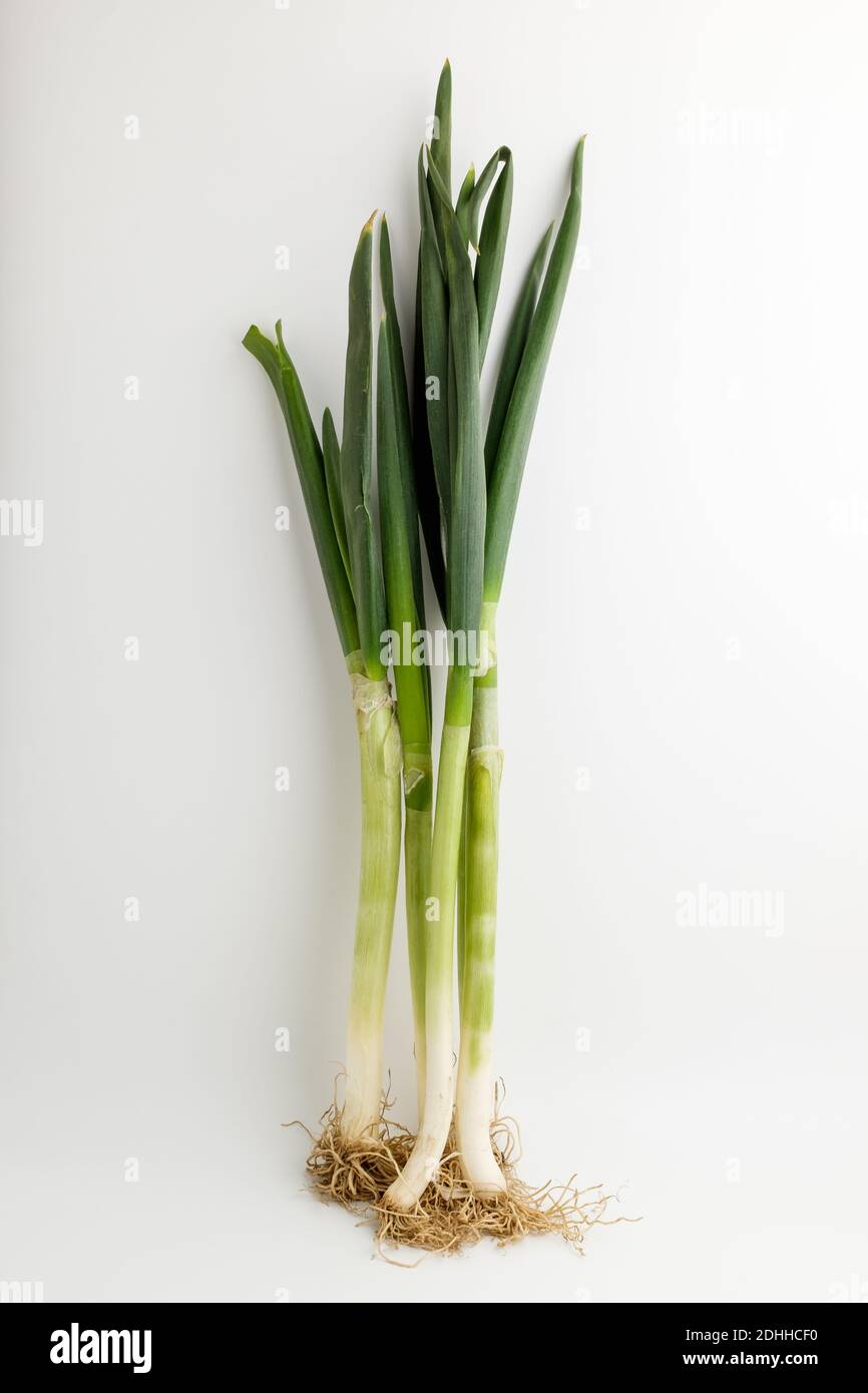 Fresh green onions on white background Stock Photo - Alamy