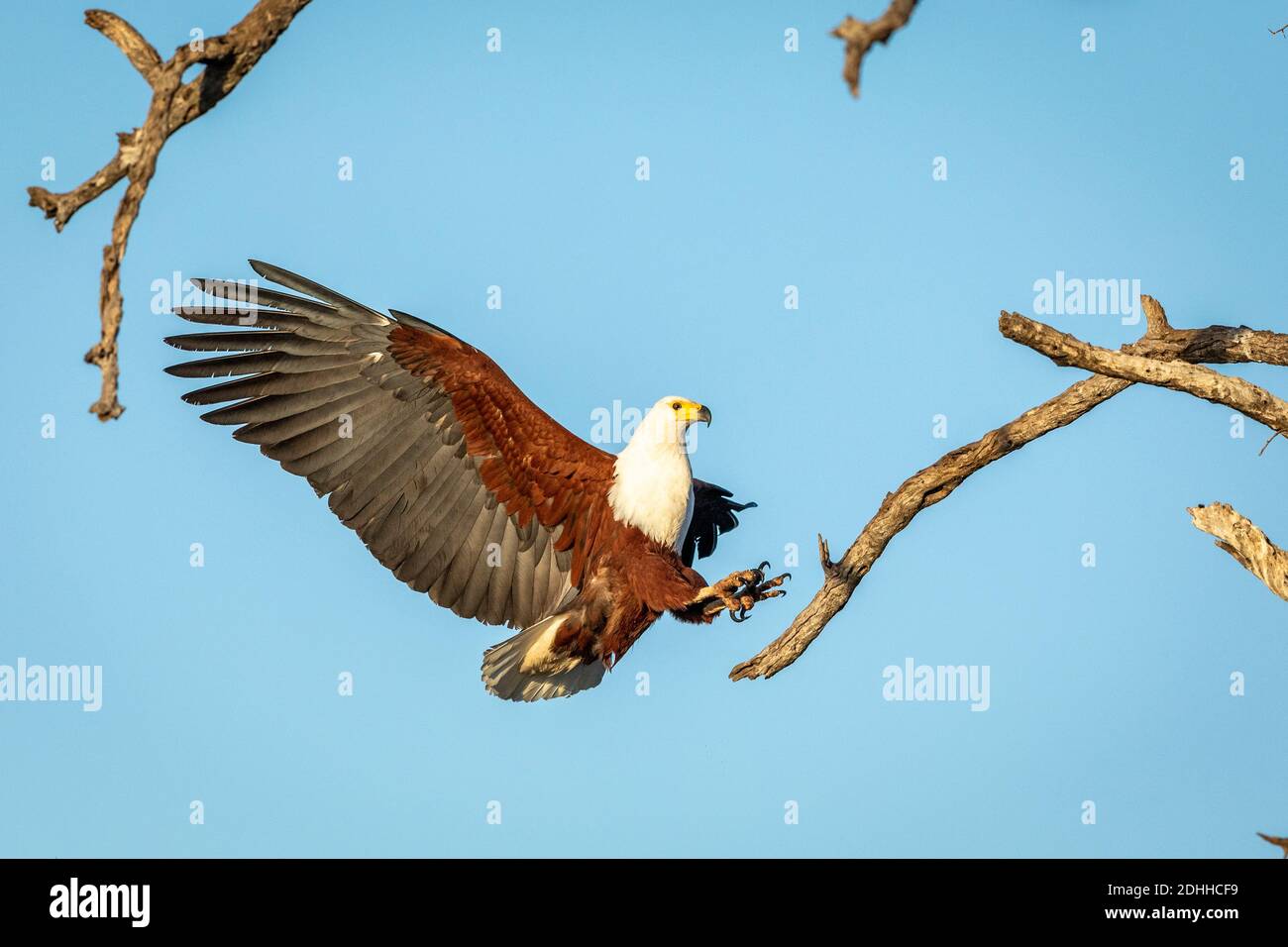 Fish Eagle (Haliaeetus vocifer) with its wings wide open trying to land on a tree branch in Kruger Park in South Africa Stock Photo