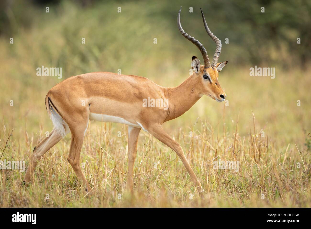 Male impala with large horns walking in dry grass in Savuti in Botswana Stock Photo