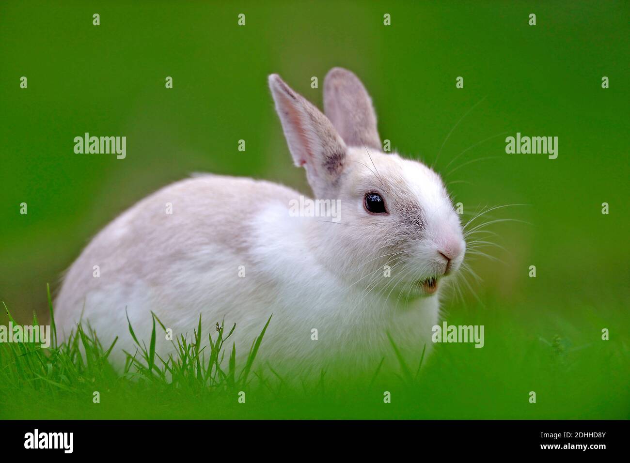 Weisses Zwergkaninchen, (Brachylagus Stock Photo Alamy