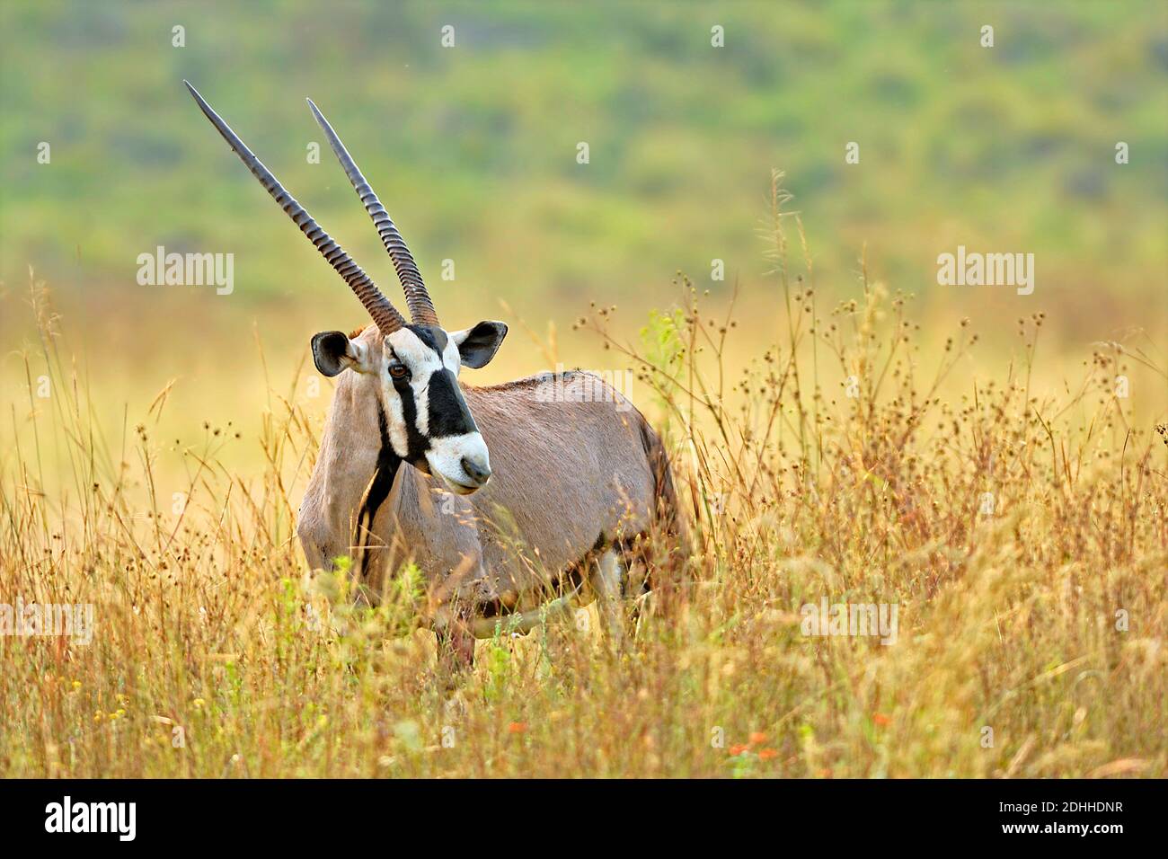 Oryx,Gazelle, Oryx, Antilope, (Oryx gazella), Stock Photo