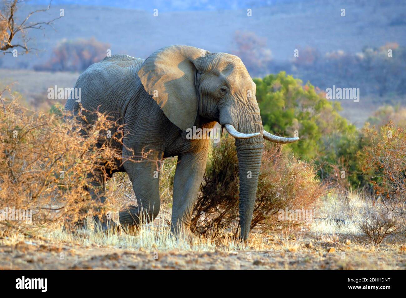 Afrikanischer Elefant, (Loxodonta africana), Stock Photo