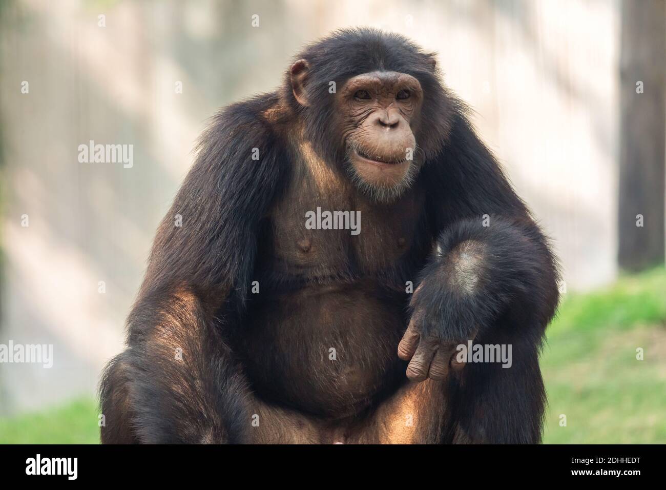 Chimpanzee ape in close up portrait view shot at an Indian animal sanctuary Stock Photo
