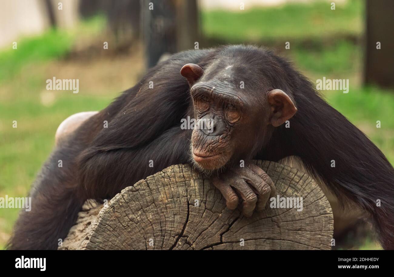 Baby chimpanzee resting on a wooden log at an Indian wildlife reserve ...