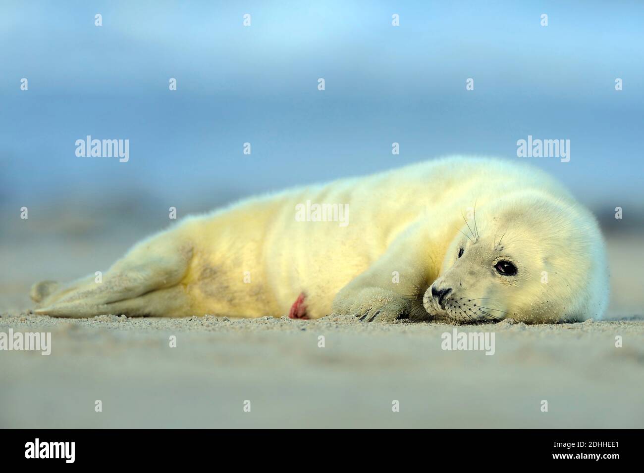 Junge Kegelrobbe liegt am Strand der Insel Helgoland, (Halichoerus grypus), Stock Photo