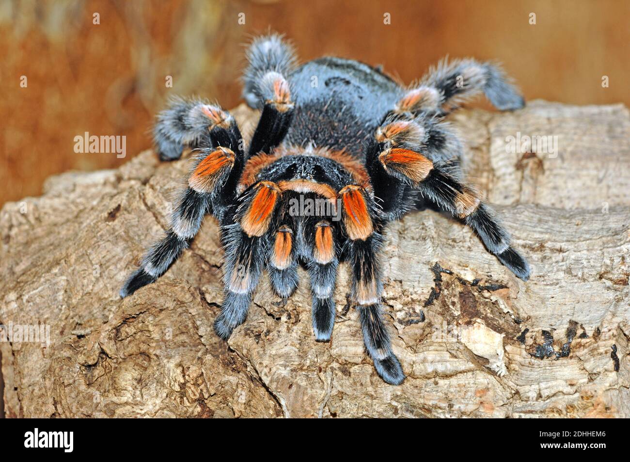 Goliath-Vogelspinne, Spinnen, (Theraphosoidae Stock Photo - Alamy