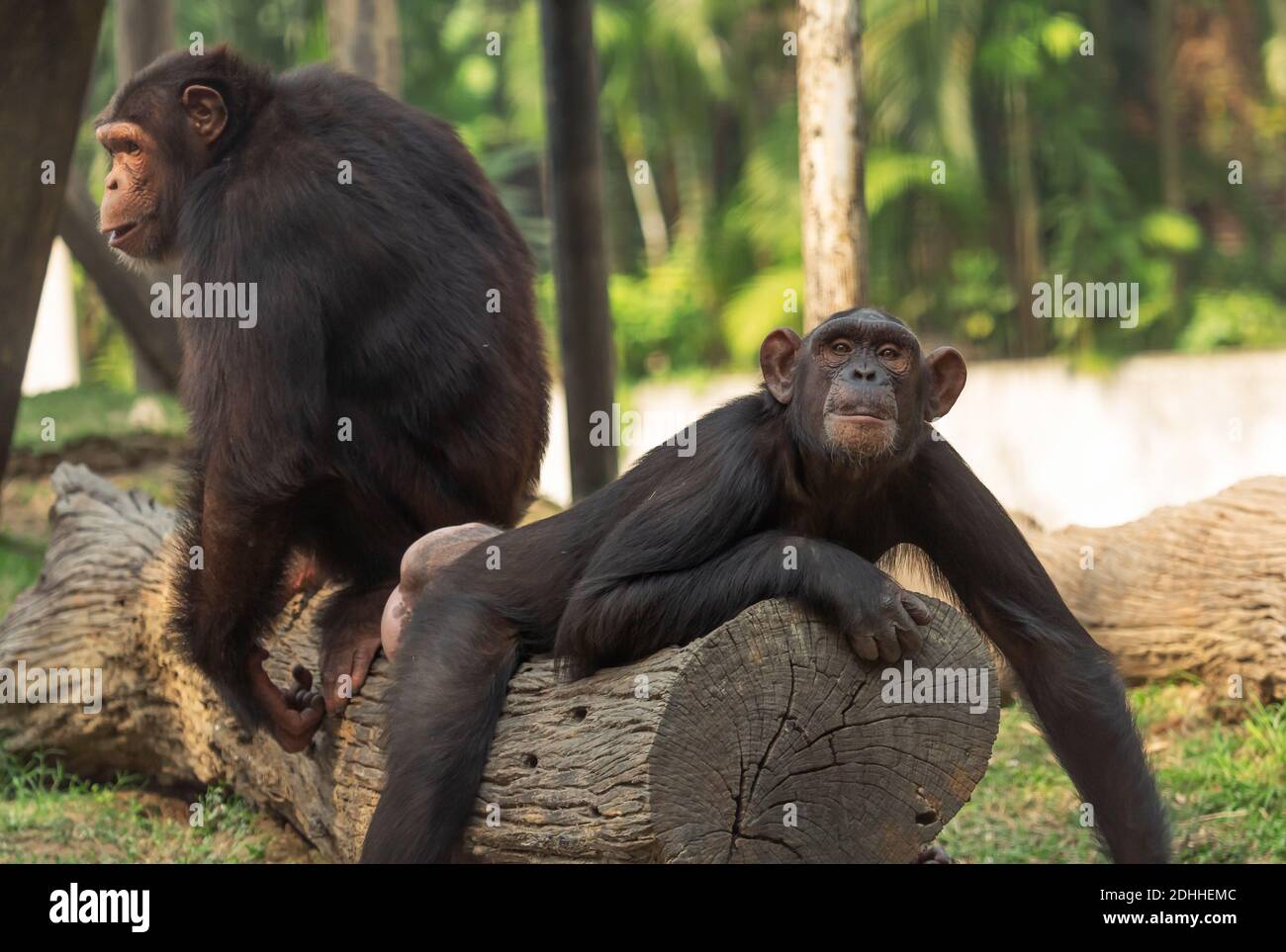 Chimpanzee resting on a wooden log while another chimp standing in the background at Indian wildlife sanctuary Stock Photo