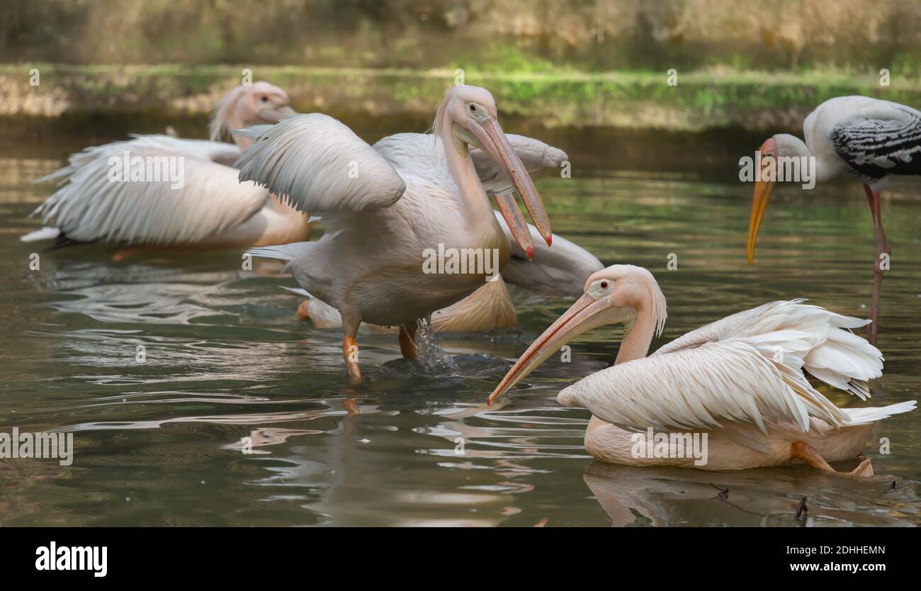 Great white pelican birds swimming in swamp water at a wildlife sanctuary in India Stock Photo