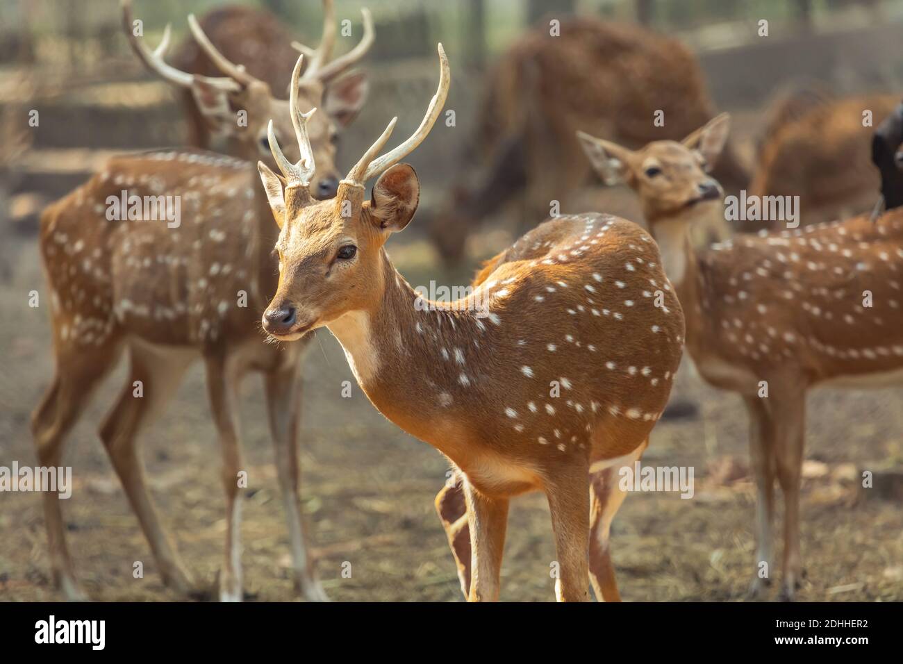Axis deer herd also known as spotted deer or Chital deer at Indian