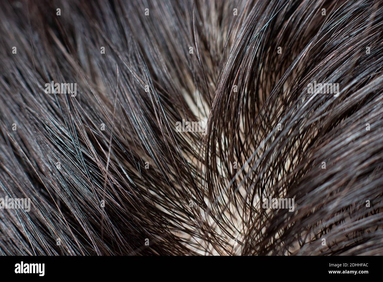 Greasy dirty human hair roots, macro photo. dark unpainted