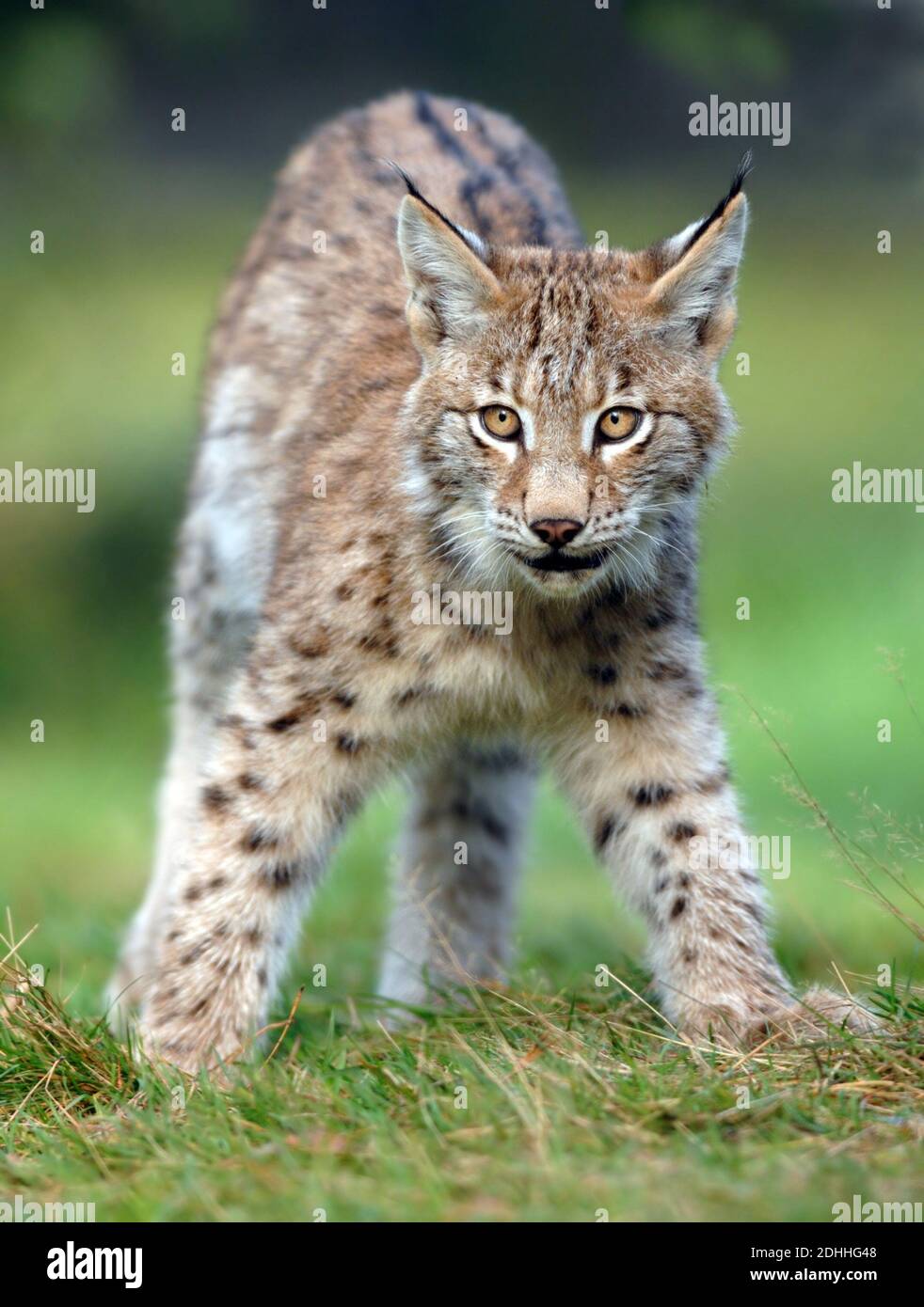 Junger Luchs, (Lynx lynx), Stock Photo