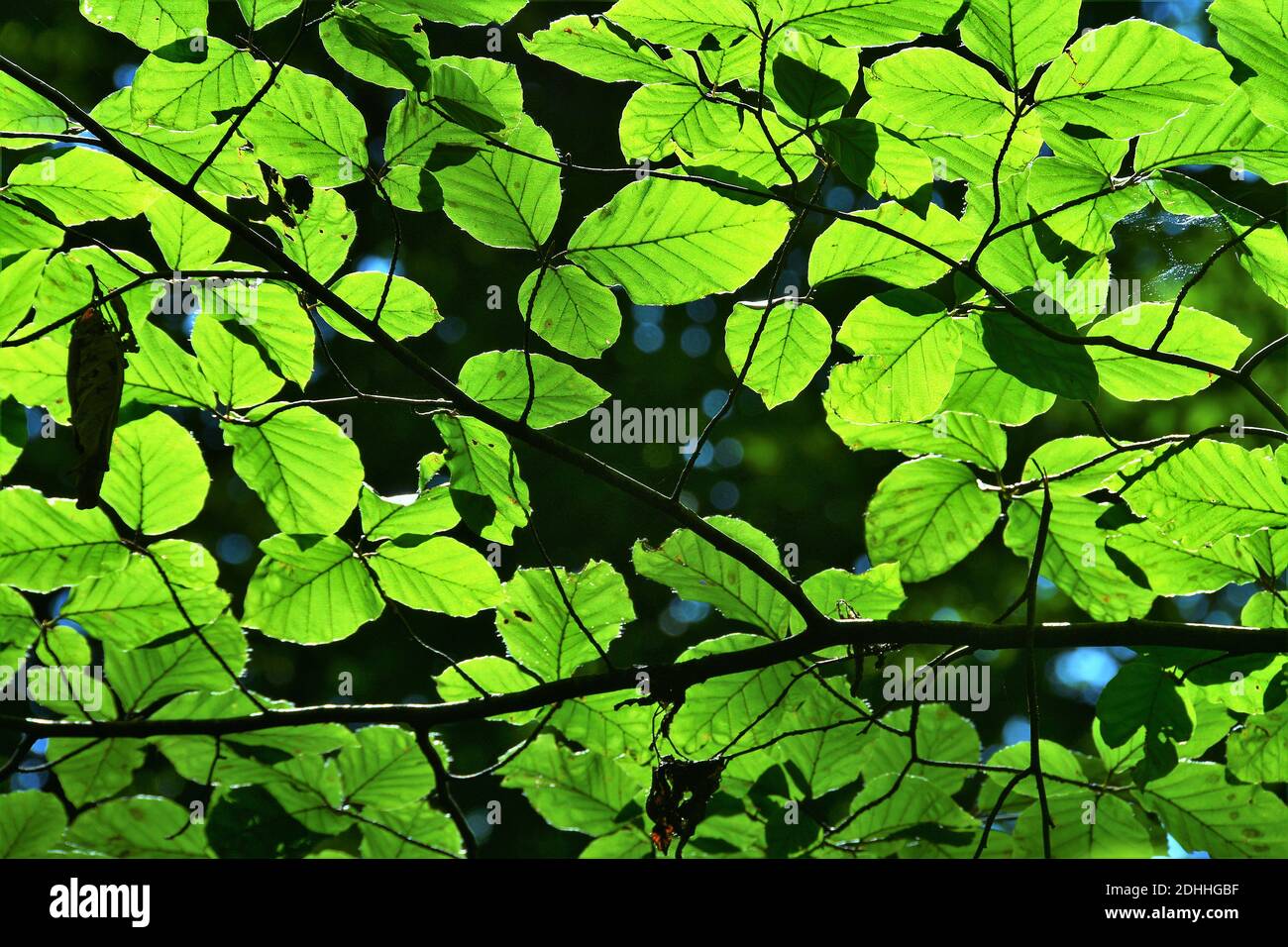 Beautiful shot green tree in hi-res stock photography and images - Alamy