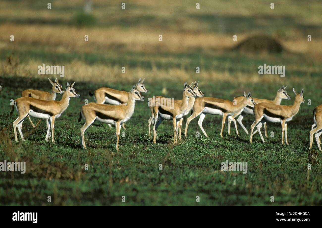 Thomson's Gazelle, gazella thomsoni, Herd in Savannah, Masai Mara Park ...