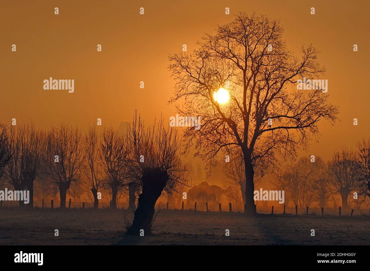 Niederrhein, Sonnenaufgang; Wiese; Feld; Felder; Kopfweiden vor Sonnenaufgang Stock Photo