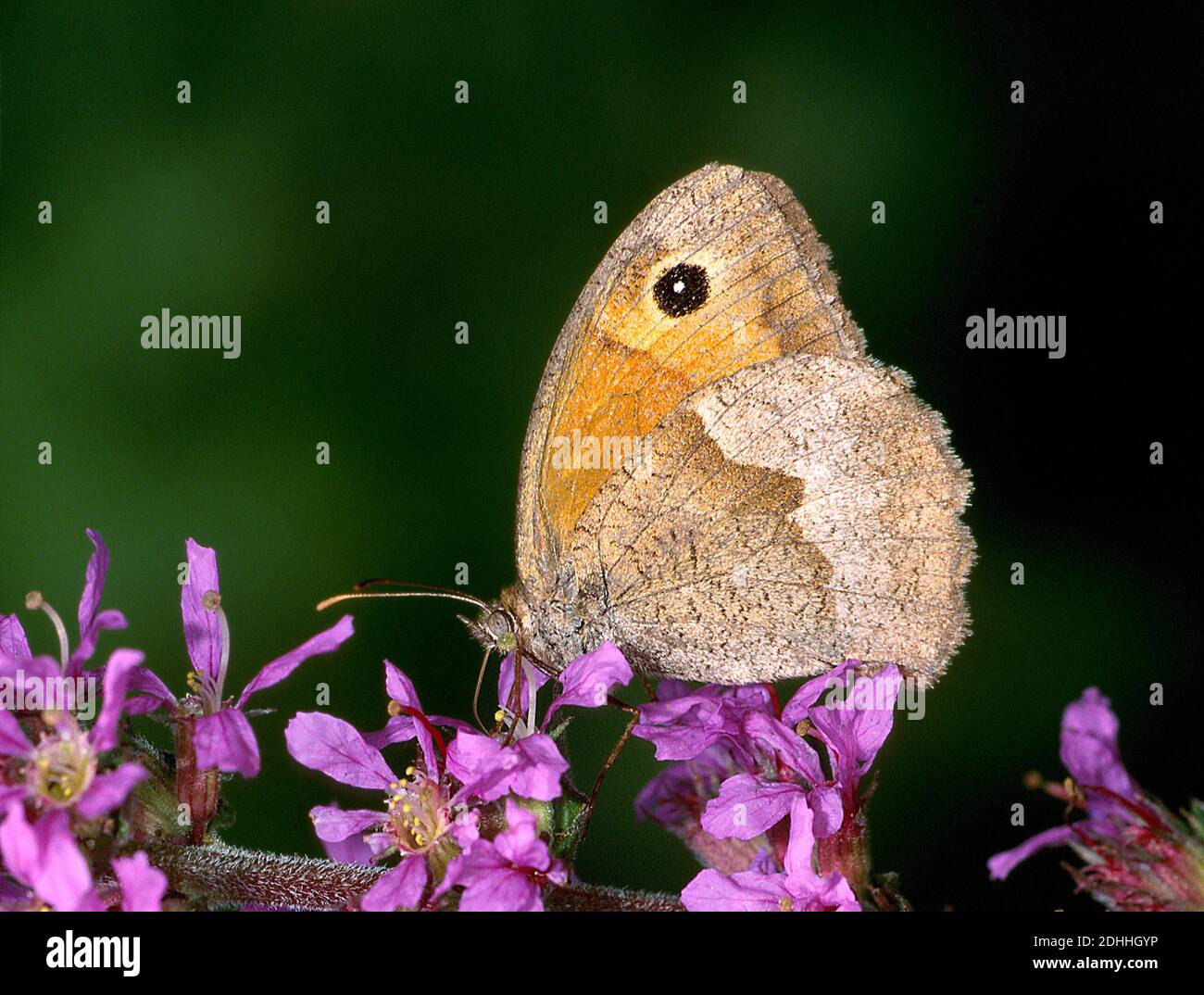 Grosses Ochsenauge, Schmetterling, Tagfalter, (Maniola jurtina) sitz auf Blüte Stock Photo