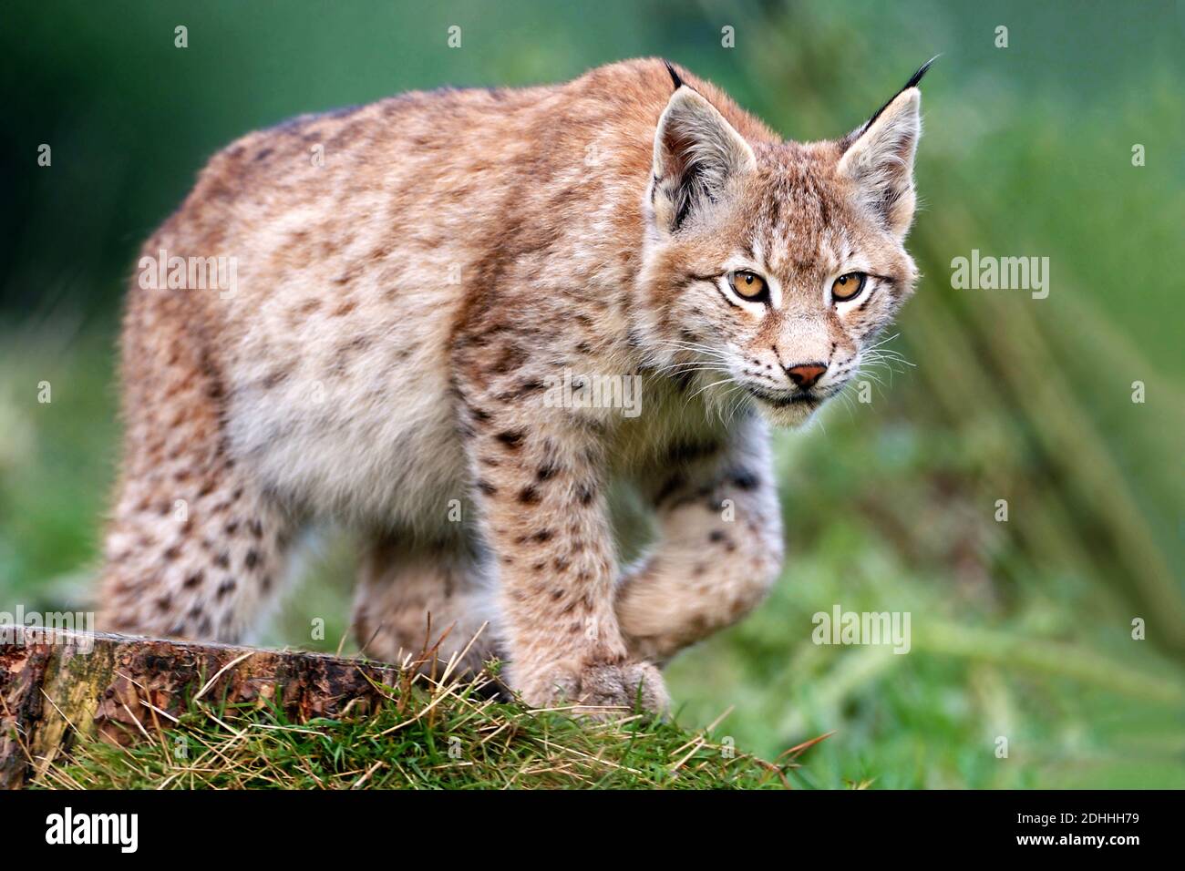 Junger Luchs, (Lynx lynx), Stock Photo