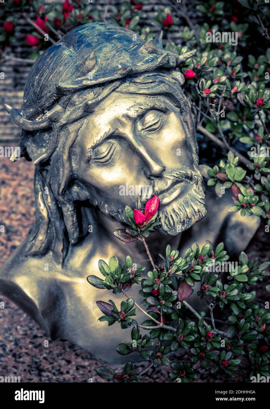 Head crowned with thorns of Jesus Christ with red azalea. Stock Photo