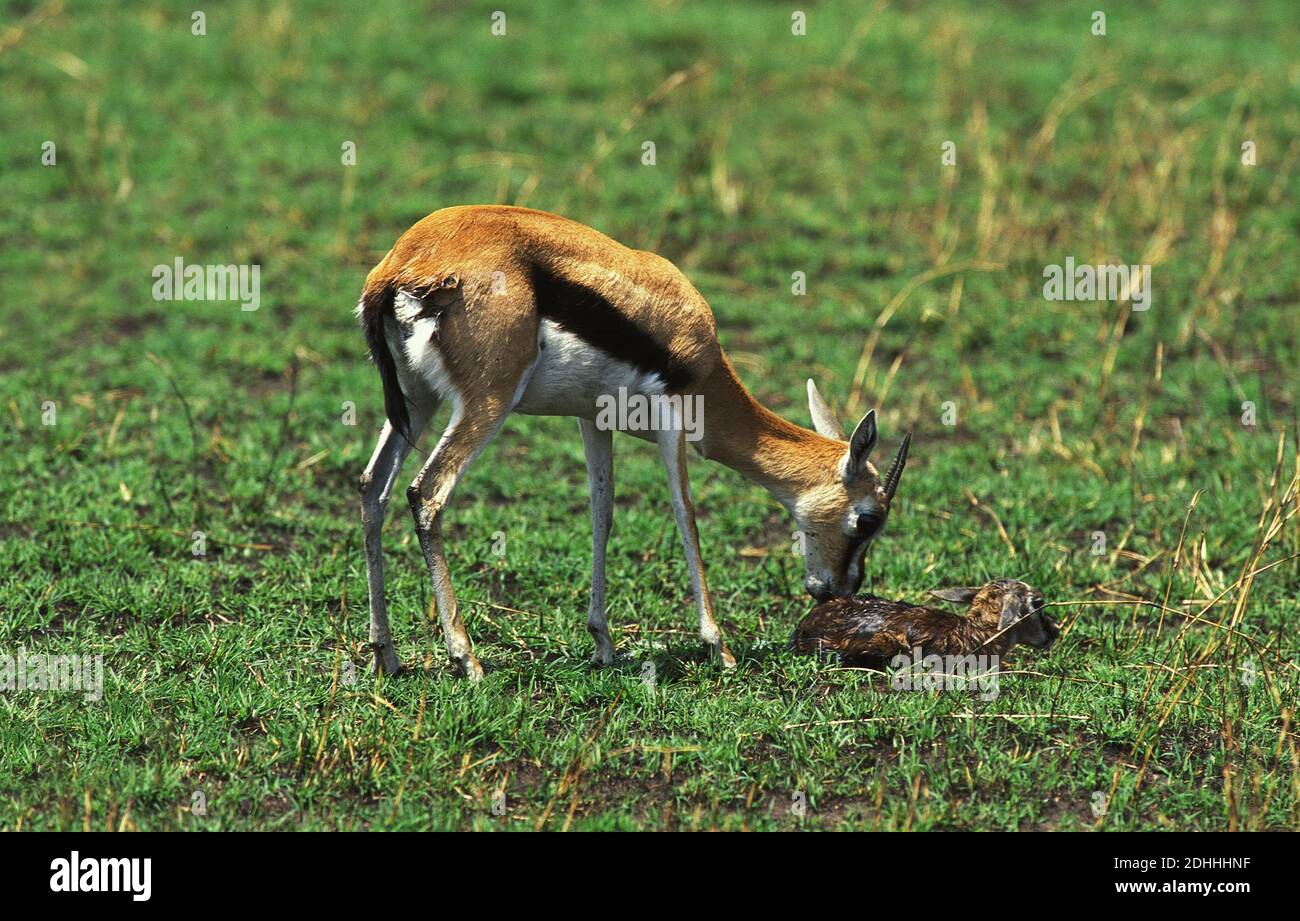 Gazelle birth hi-res stock photography and images - Alamy