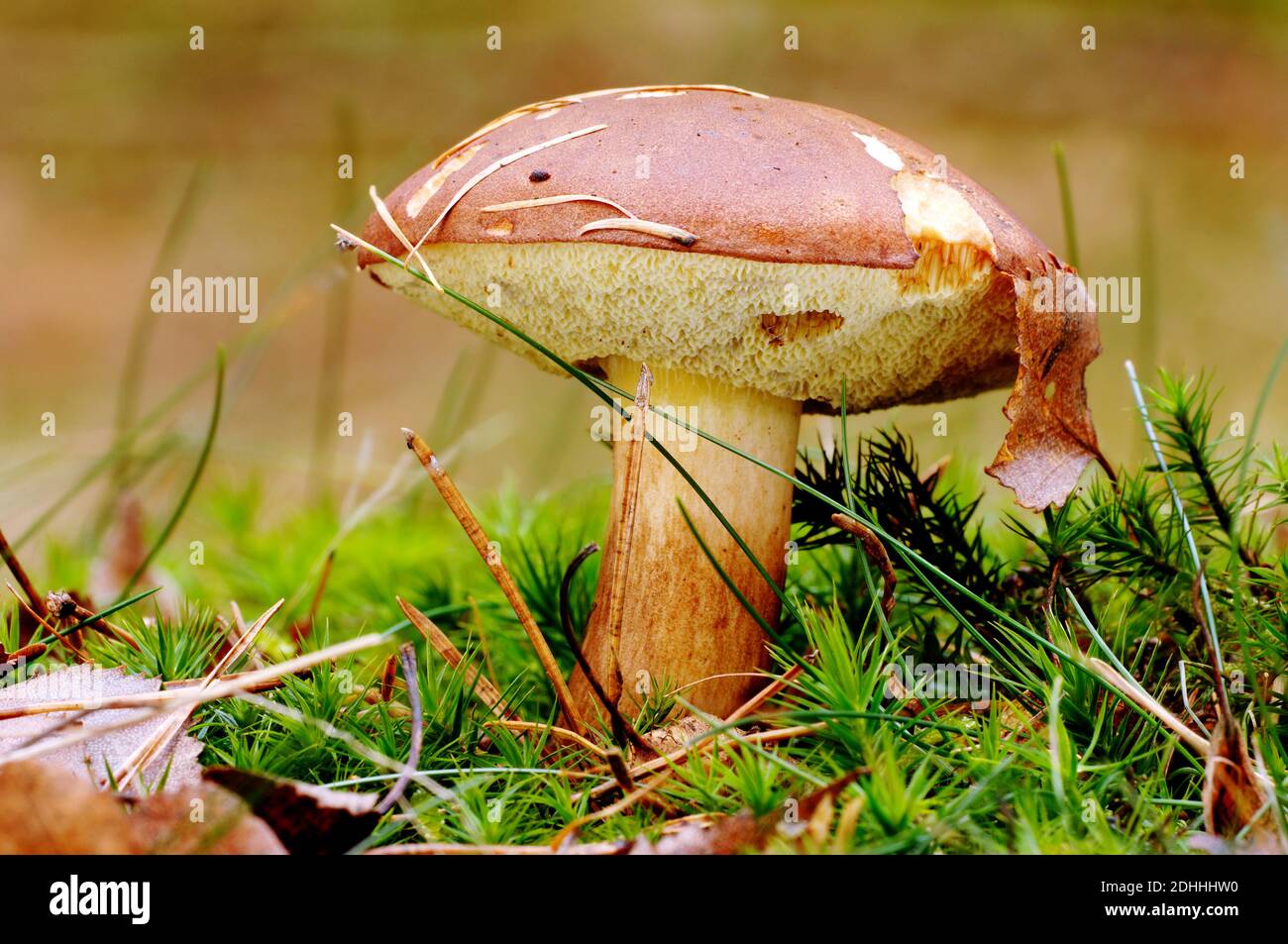 Maronenröhrling, (Boletus badius), Röhrling, Pilze, Stock Photo