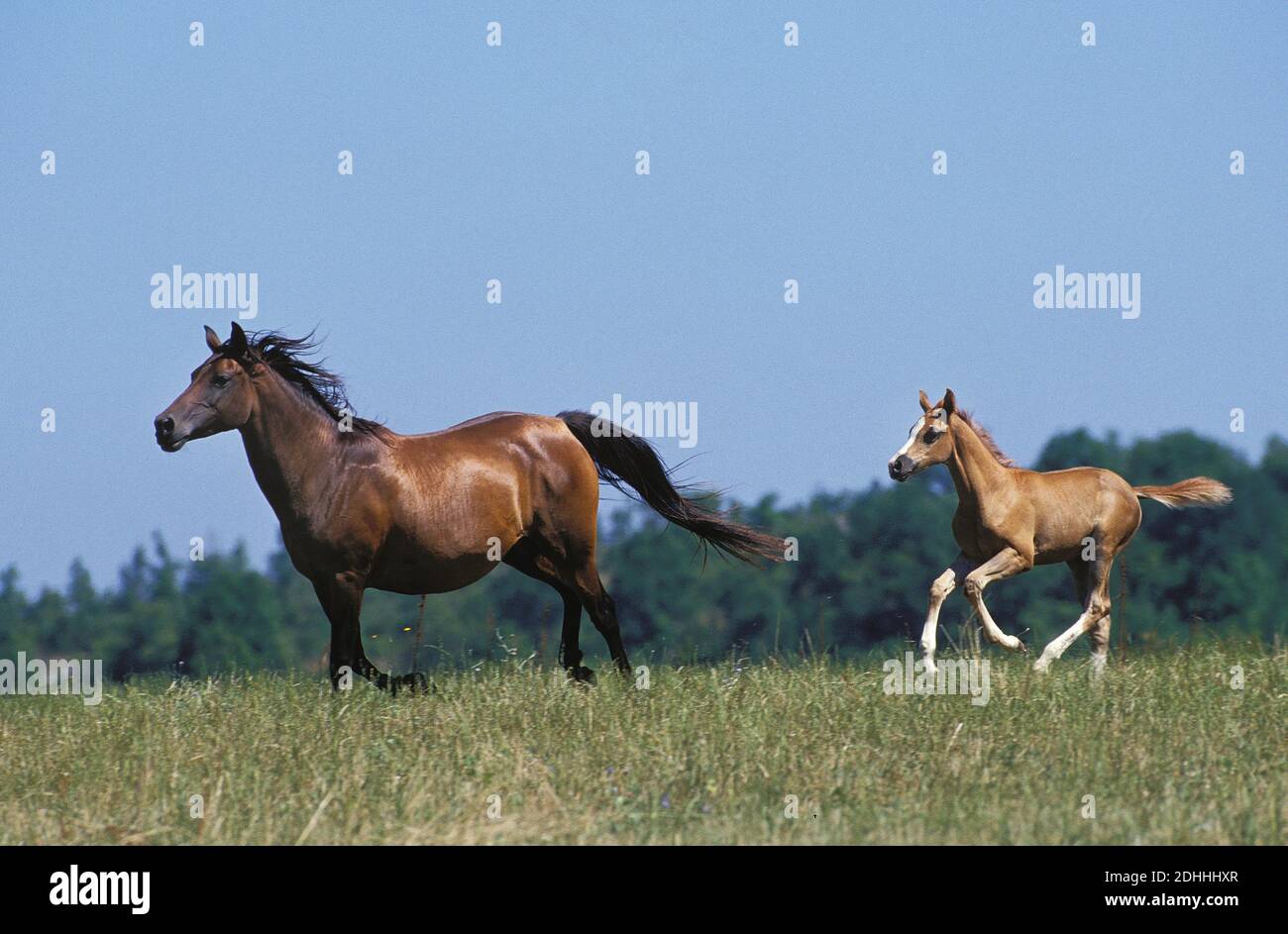Anglo Arab Horse Mare With Foal Galloping Through Meadow Stock Photo anglo-arab-horse-mare-with-foal-galloping-through-meadow-stock-photo