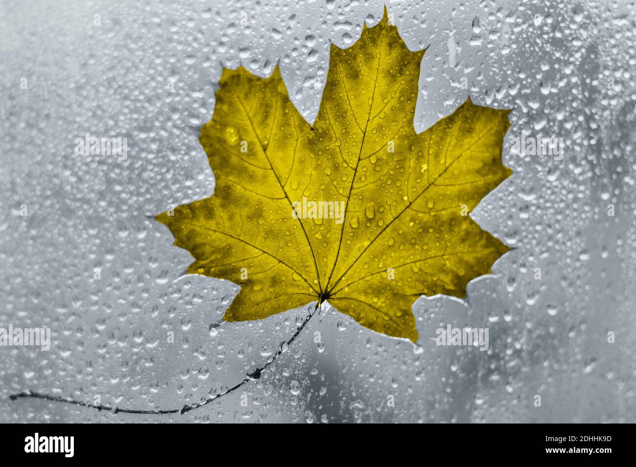 Autumn fallen yellow leaf on a glass window with raindrops in illuminating and ultimate gray, the 2021 color. Stock Photo