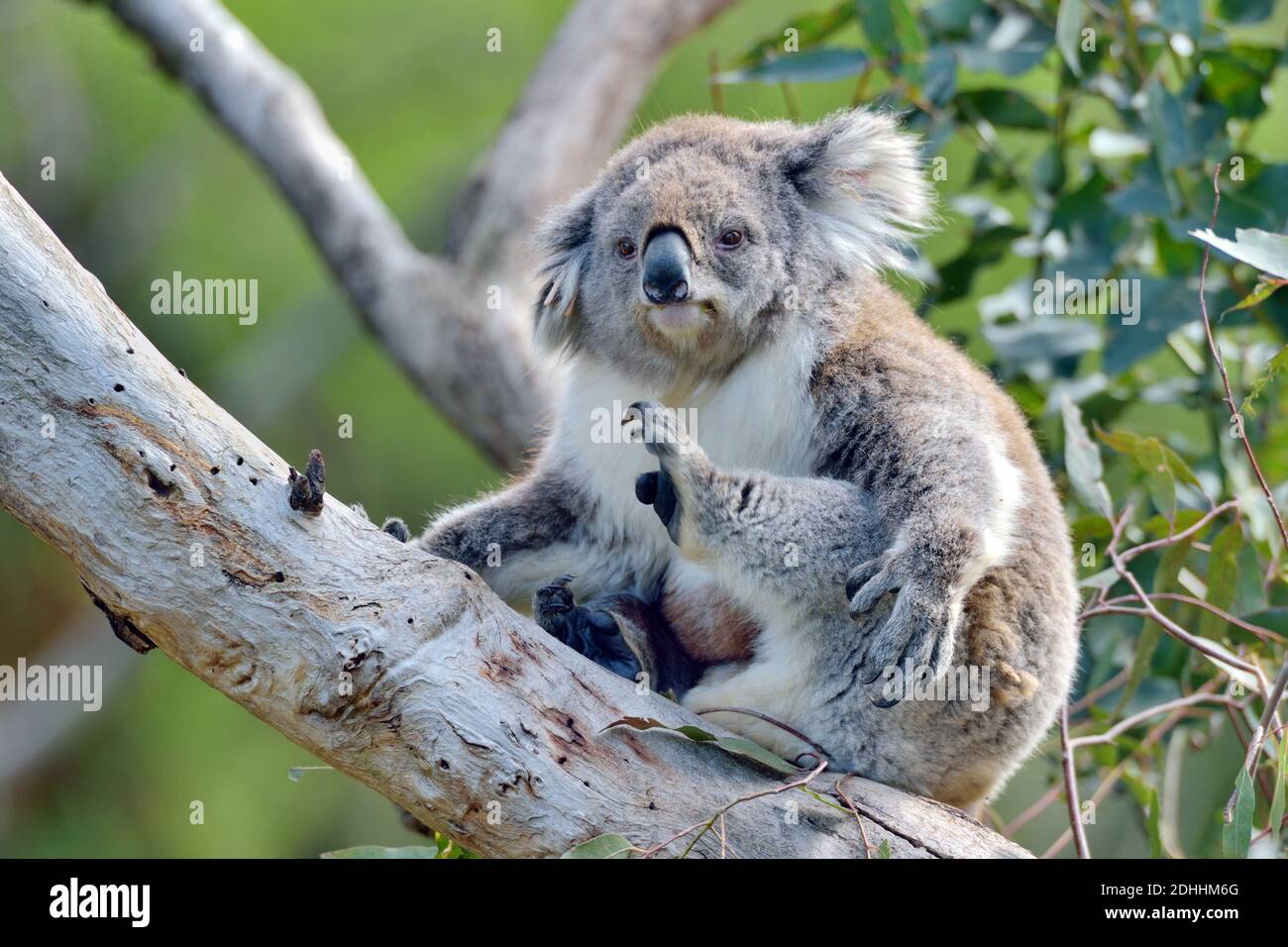 Koala, Australien, Koalabär, (Phascolarctos cinereus), Stock Photo