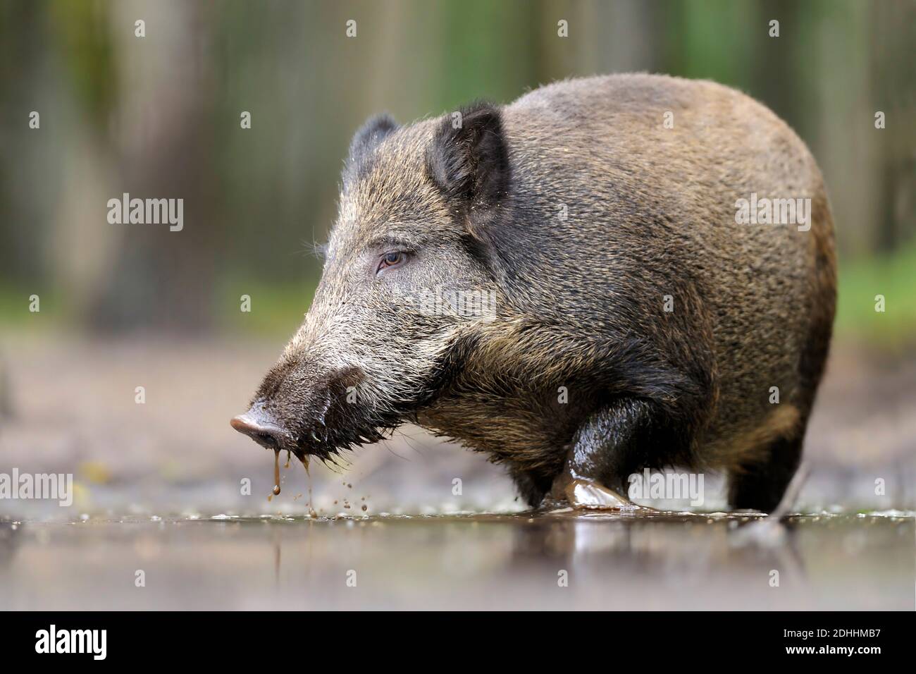 Wildschwein, (Sus scrofa), Stock Photo