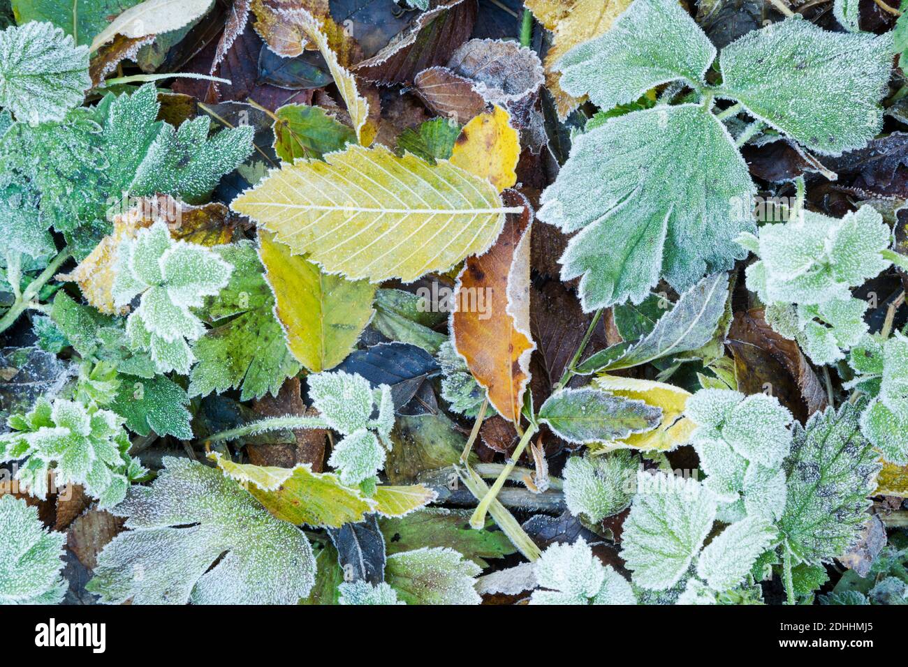 Mosaic of fallen leaves lying on the ground and covered with frost as autumn progresses Stock Photo