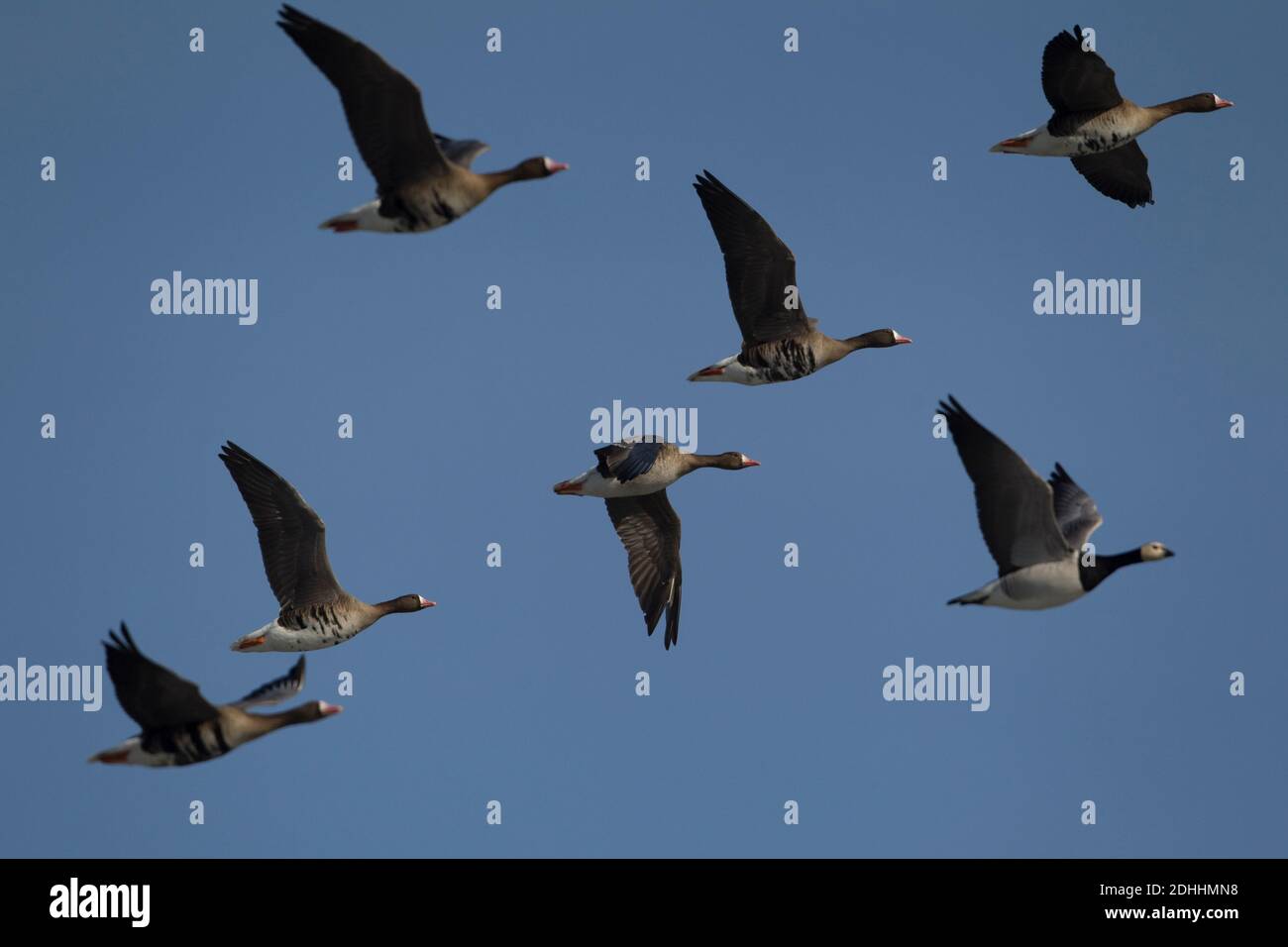 Migrating Geese probably bring avian influenca Stock Photo