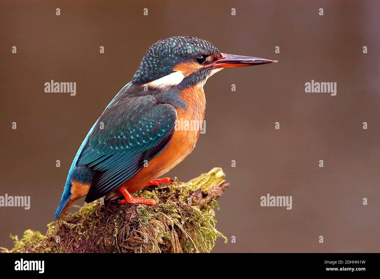 Eisvogel, River Kingfisher, (Alcedo atthis), Stock Photo