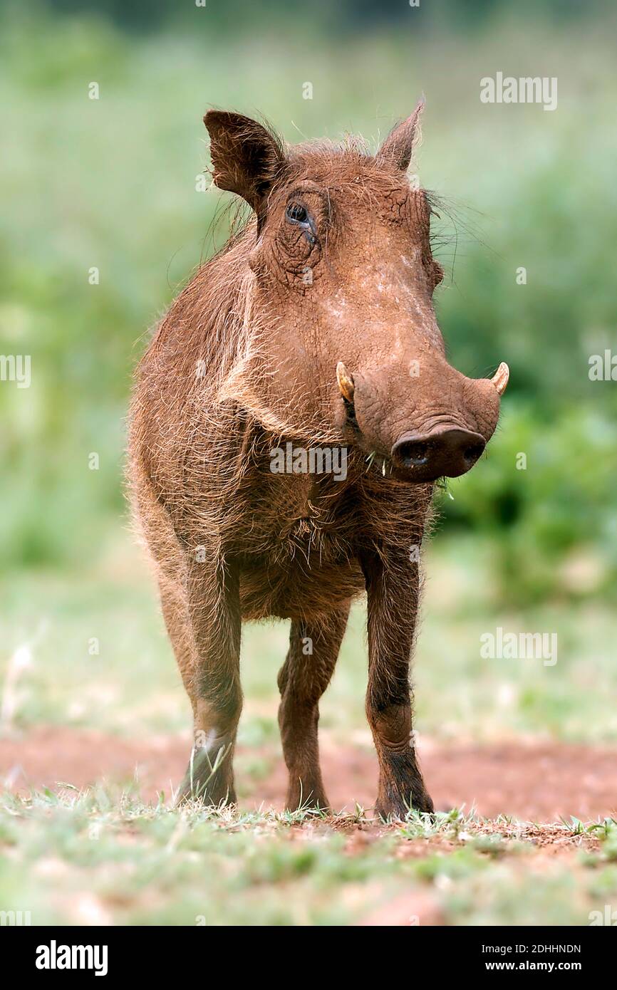 Warzenschwein, (Phacochoerus africanus) Stock Photo