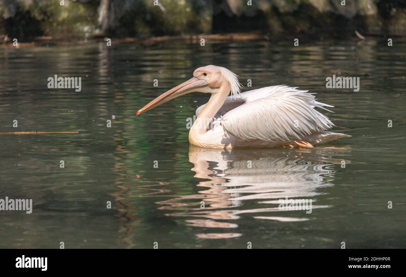 Great white pelican birds swimming in swamp water at a wildlife sanctuary in India Stock Photo