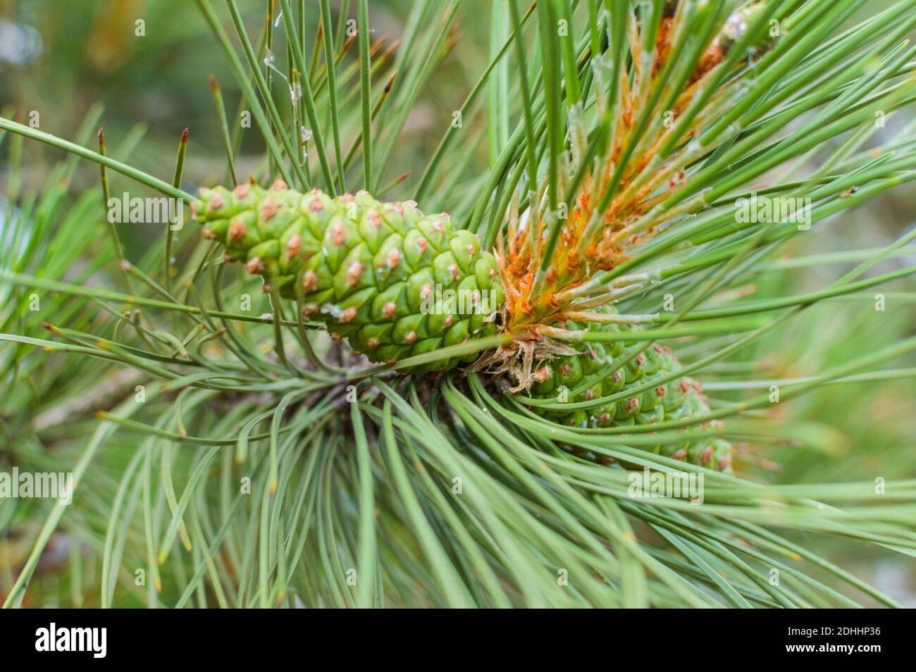Green young cone on the branch of pine in summer Stock Photo - Alamy