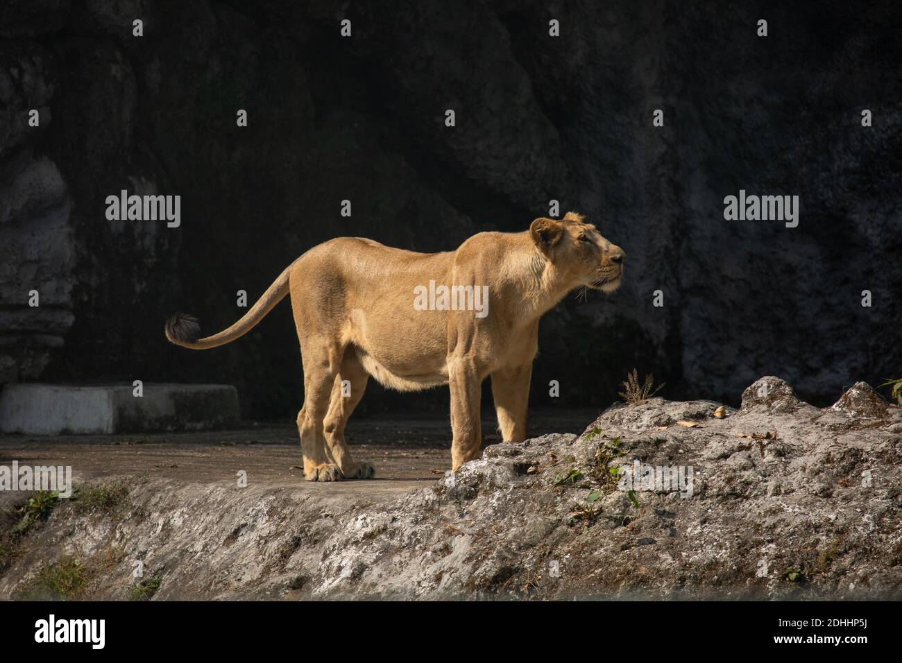 African lioness in an open enclosure at a Indian wildlife sanctuary Stock Photo