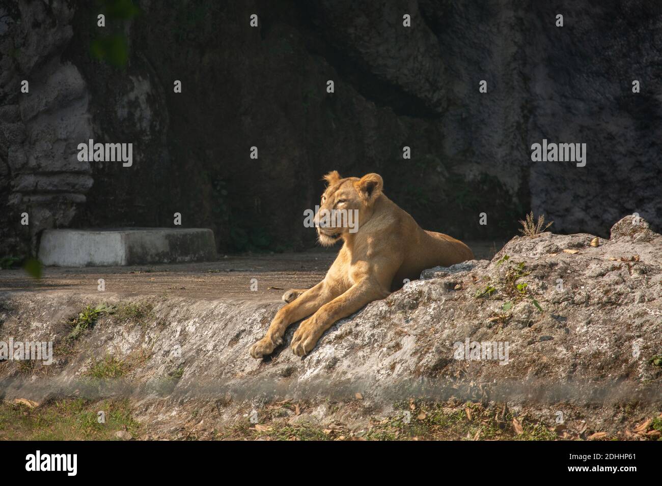 African lioness in an open enclosure at a Indian wildlife sanctuary Stock Photo