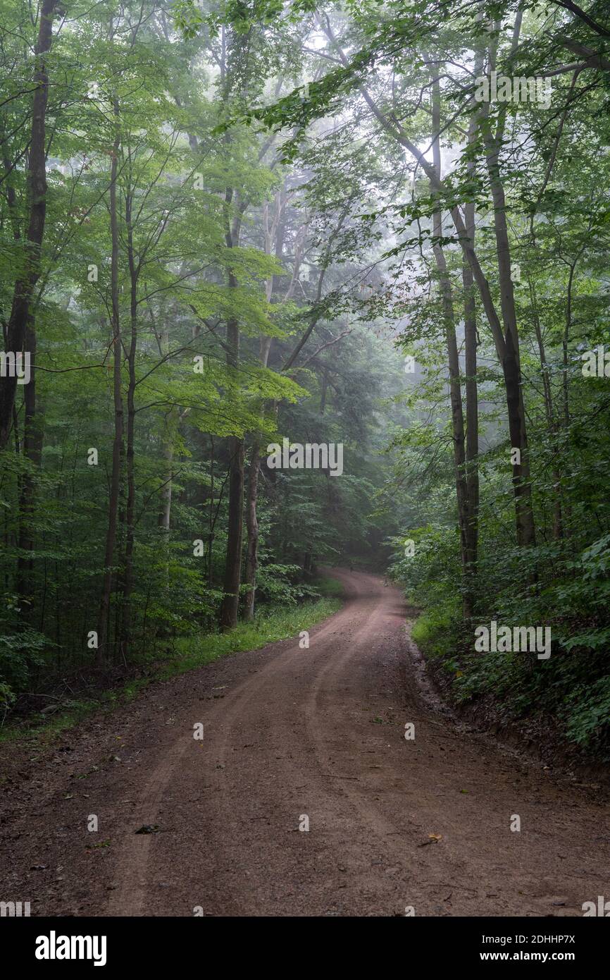 A dirt road winding its way through a foggy forest Stock Photo - Alamy