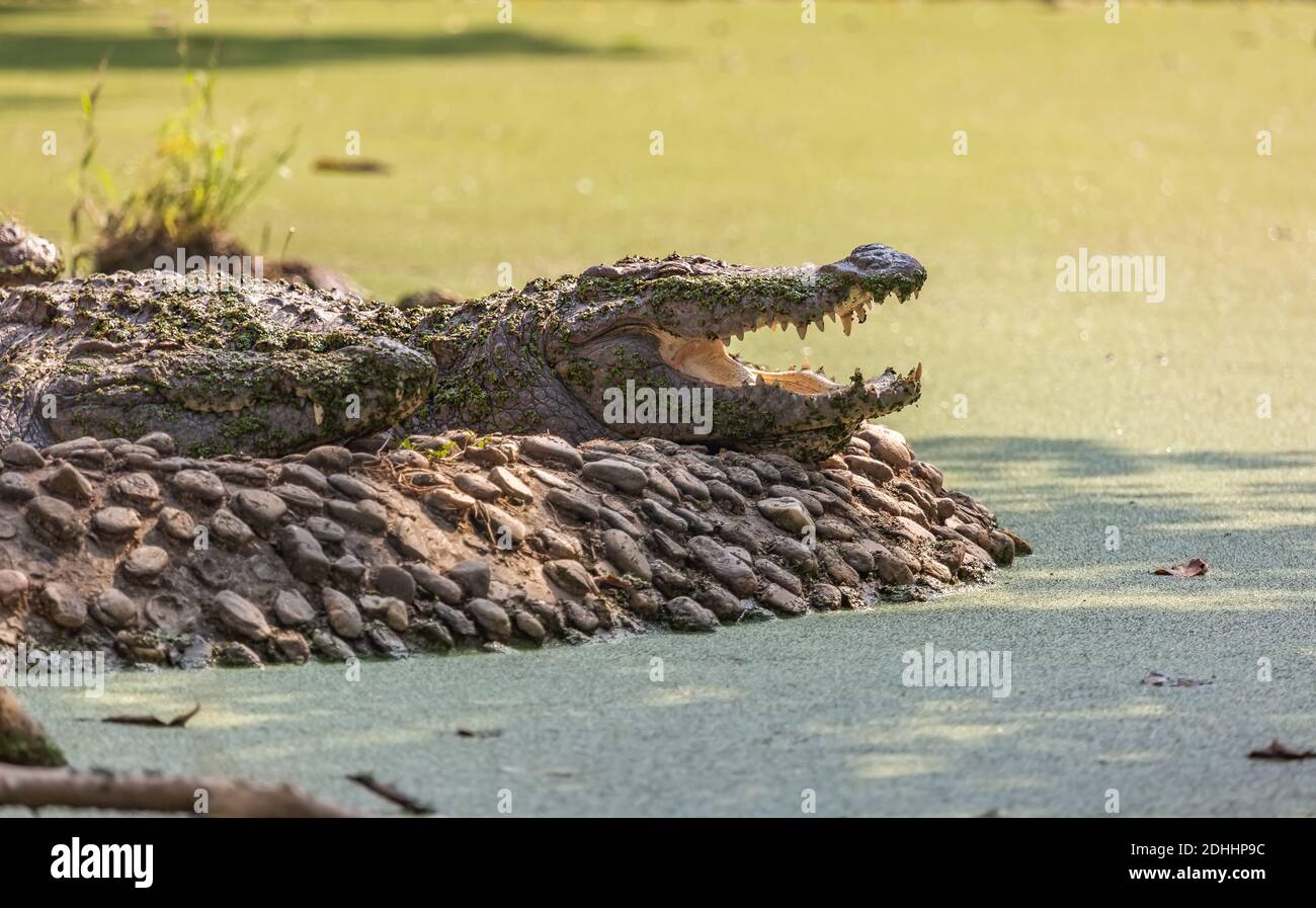 Mugger crocodile teeth hi-res stock photography and images - Alamy