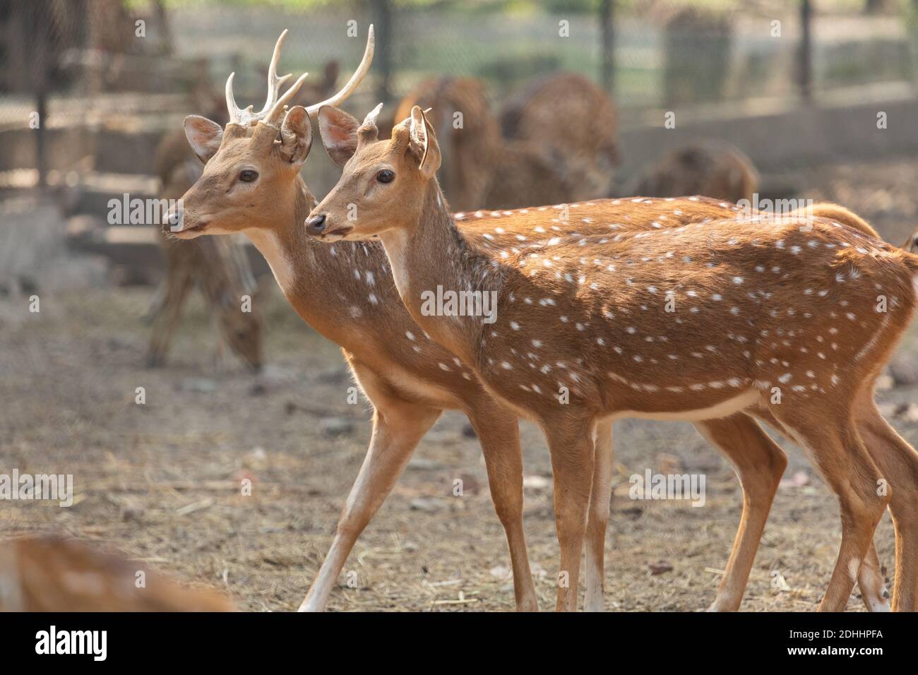 Axis deer herd also known as spotted deer or Chital deer at Indian wildlife reserve Stock Photo