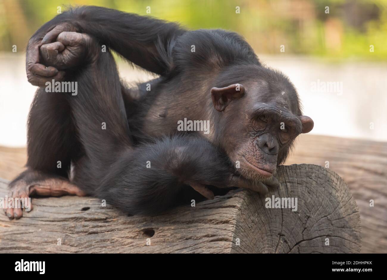Baby chimpanzee resting on a wooden log at an Indian wildlife reserve ...