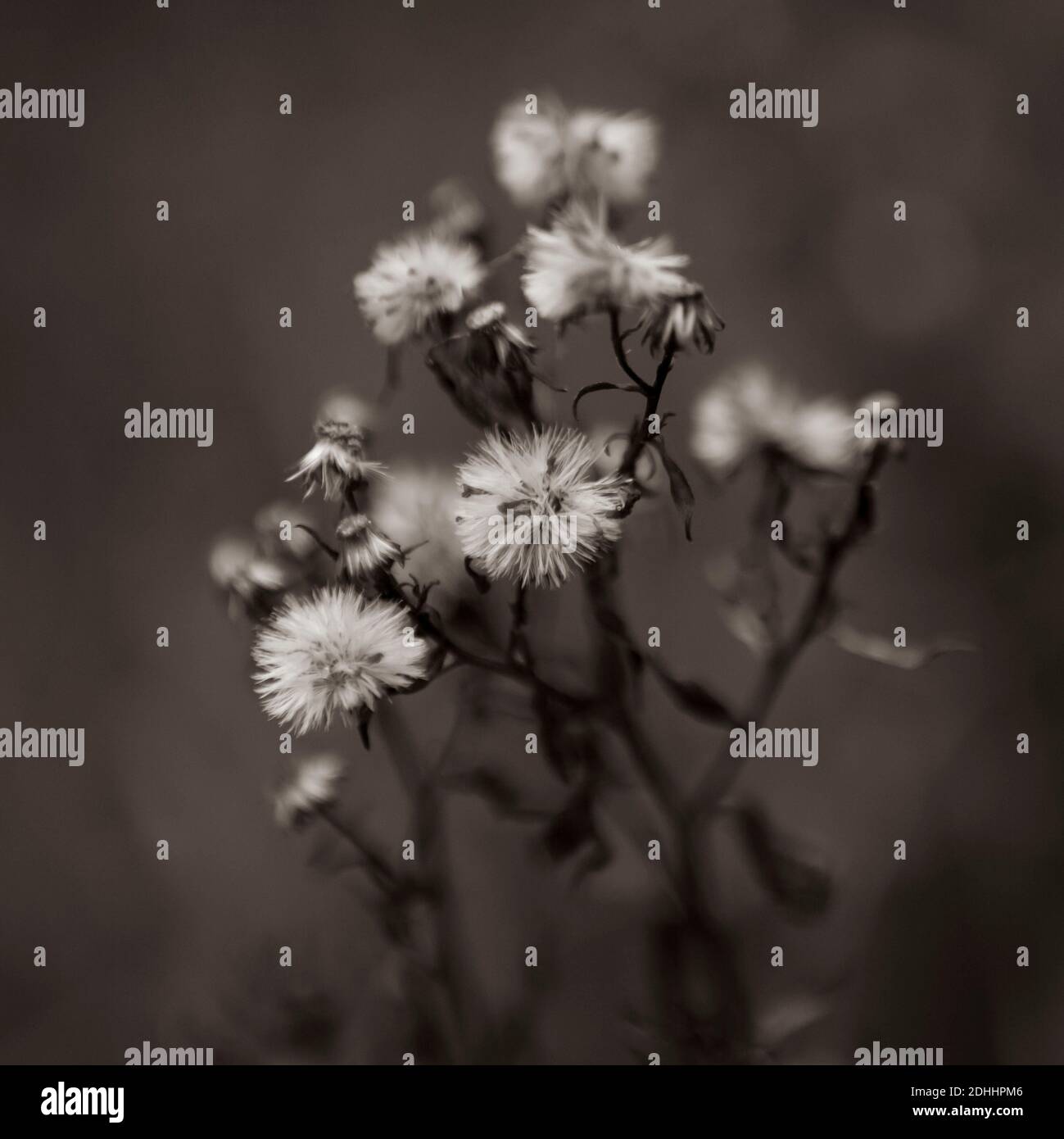 Flower heads in seed in black and white Stock Photo
