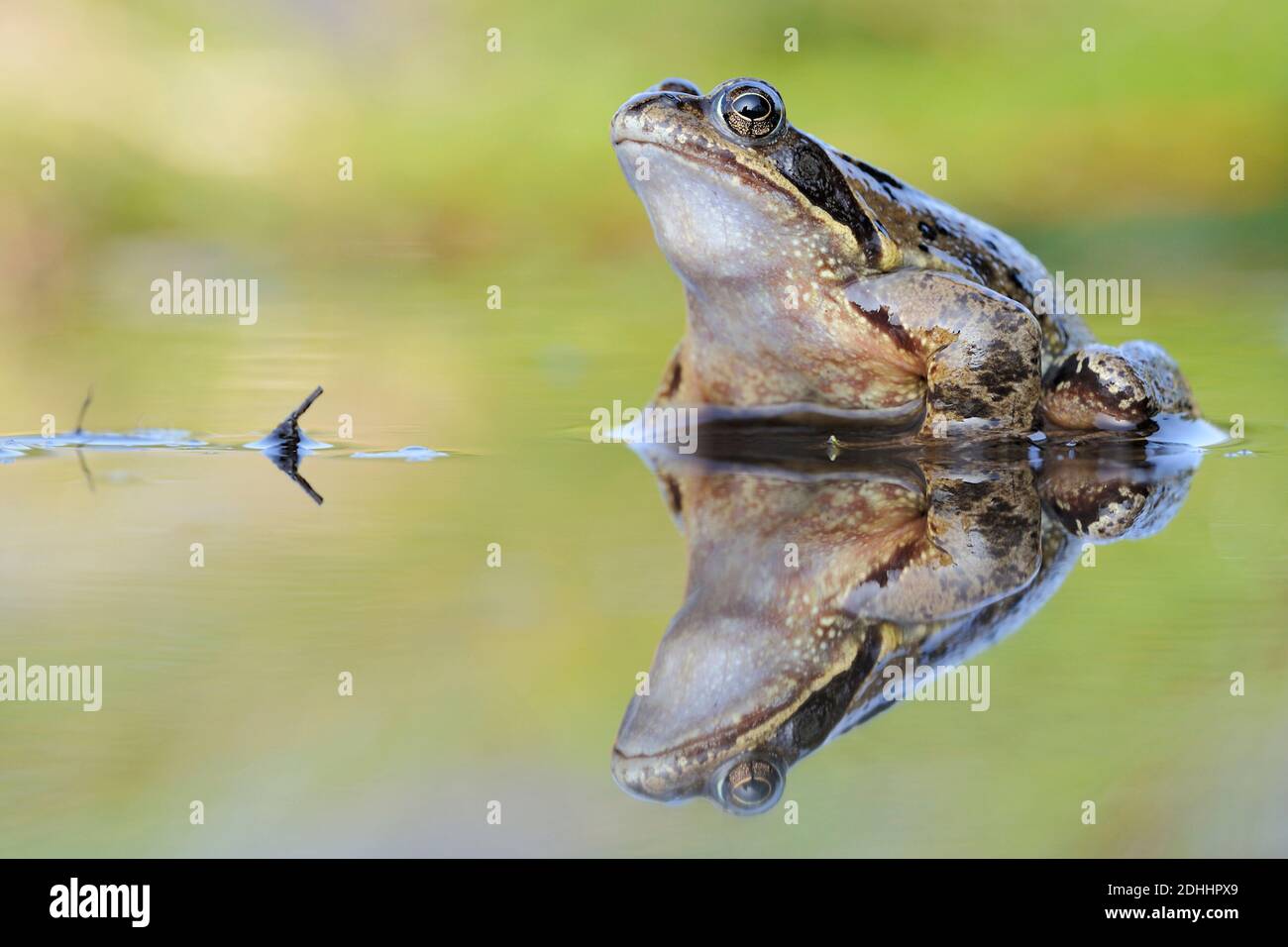 Grasfrosch spiegelt sich im Wasser, (Rana temporaria), Stock Photo
