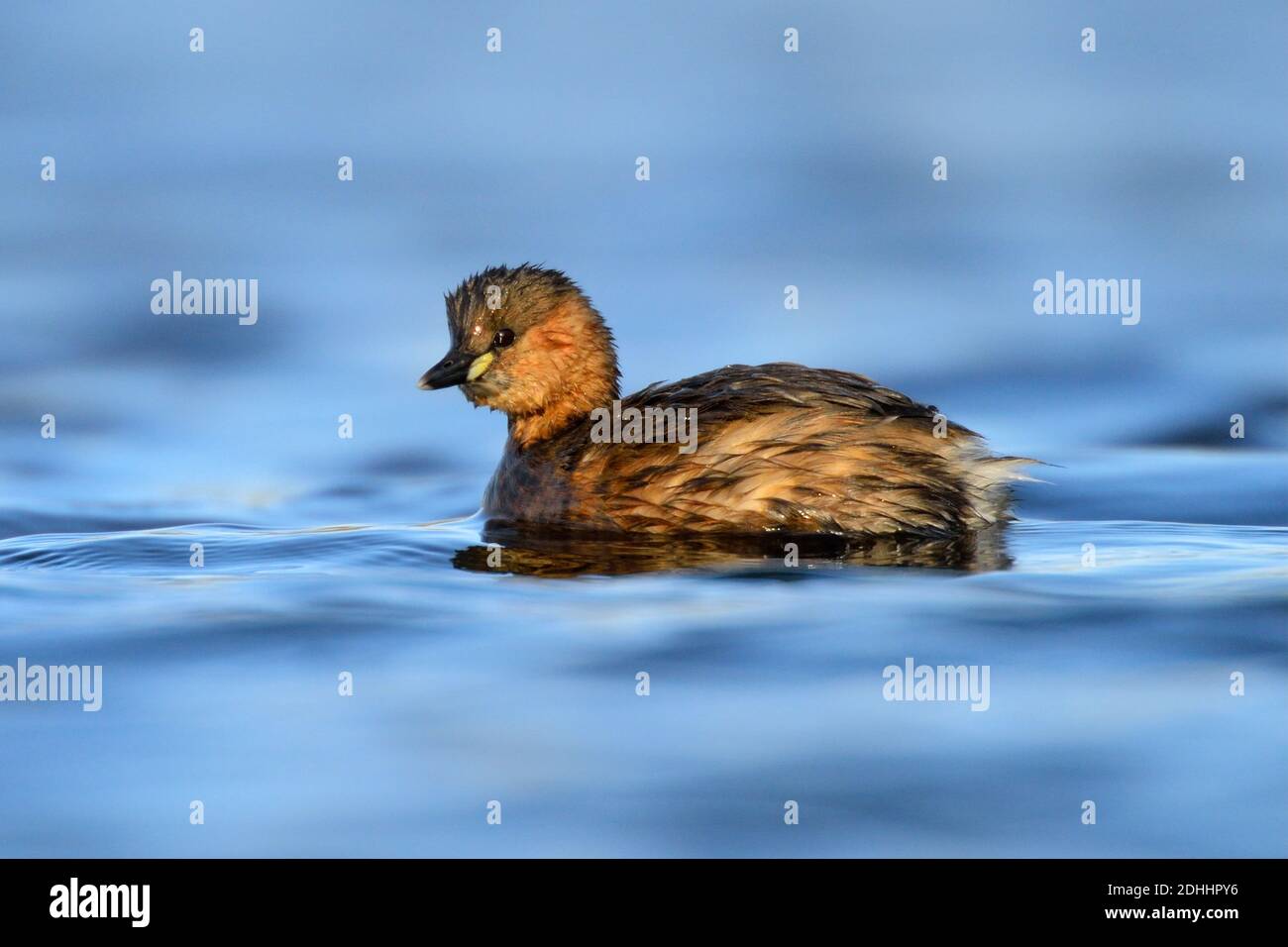 Zwergtaucher schwimmt im Wasser, (Tachybaptus ruficollis) Stock Photo