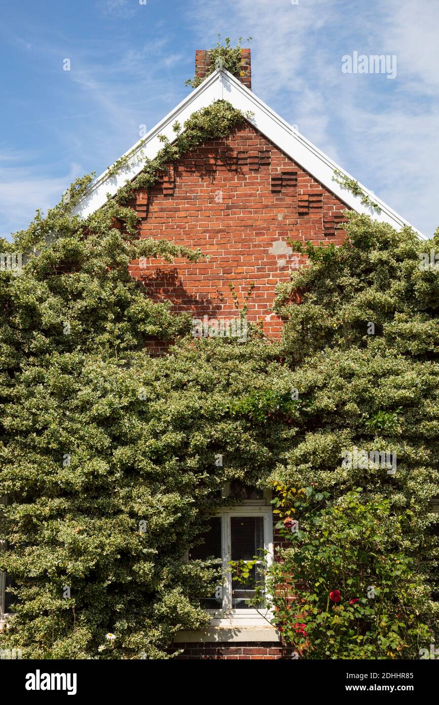 Leafy facade of a house, Ditzum, East Frisian, Lower saxony, Germany, Europe Stock Photo