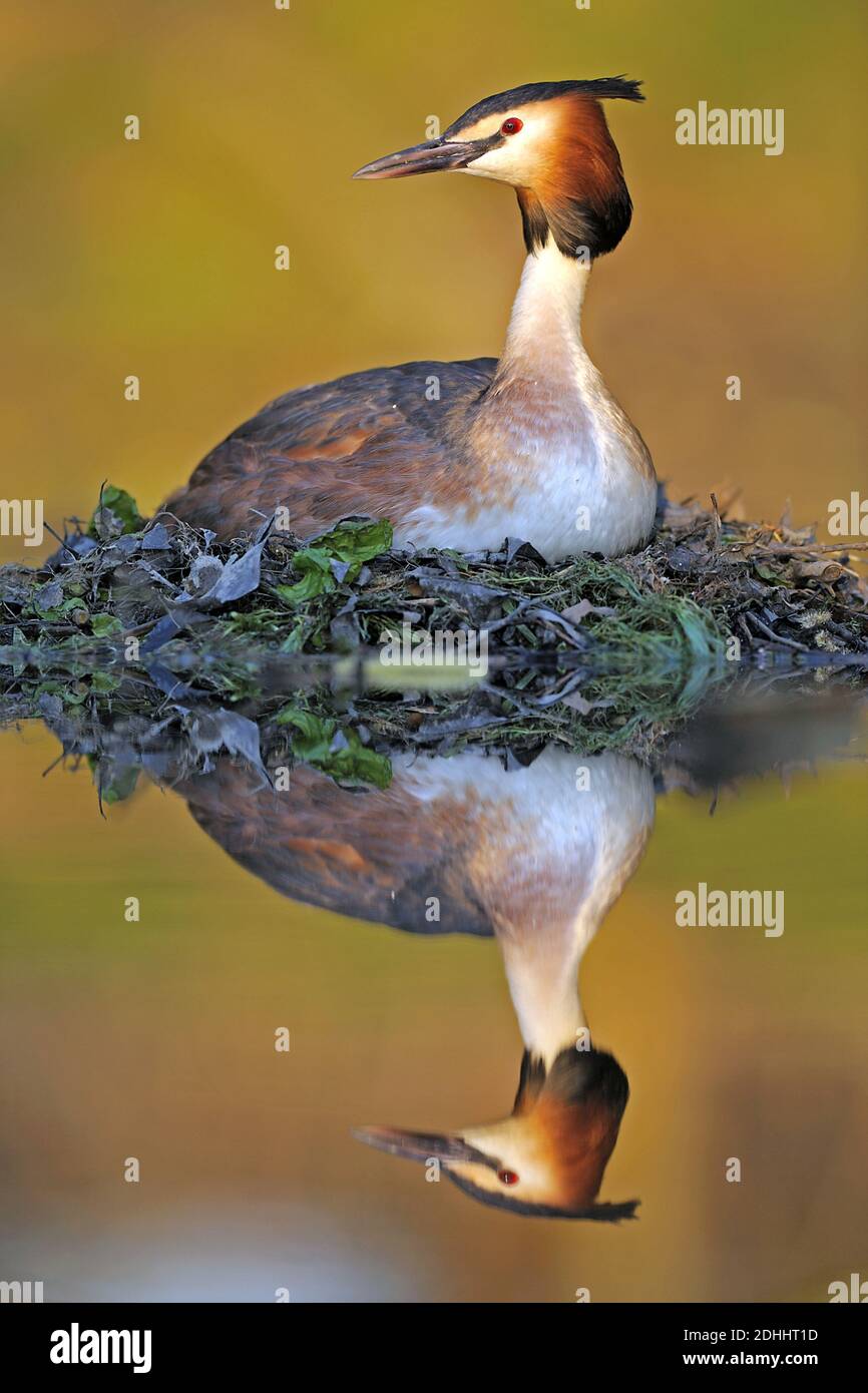 Haubentaucher brütet am Nest, (Podiceps cristatus), Stock Photo