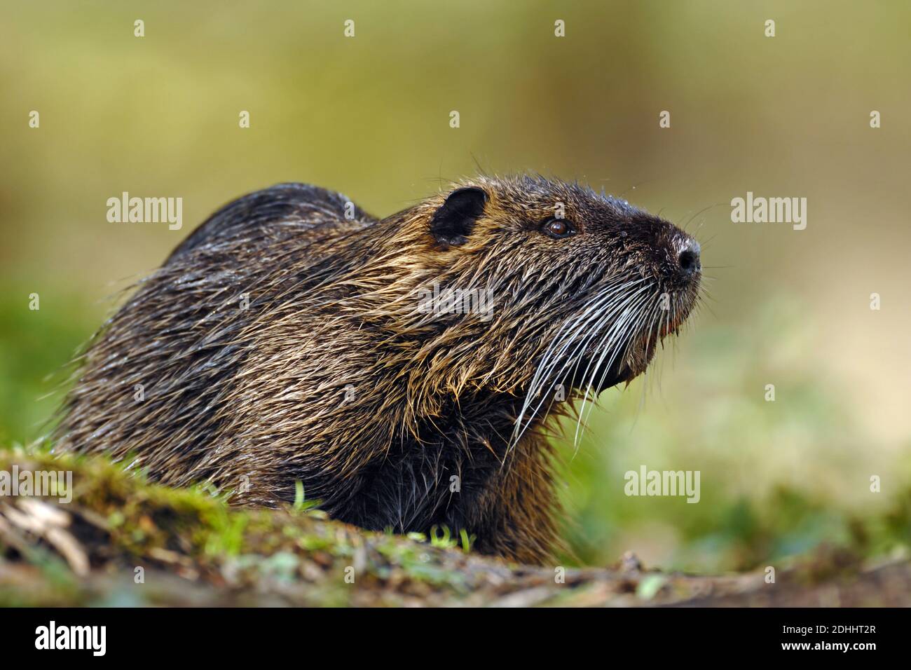 Nutria, Biber, Biberratte, (Myocastor coypus), Stock Photo