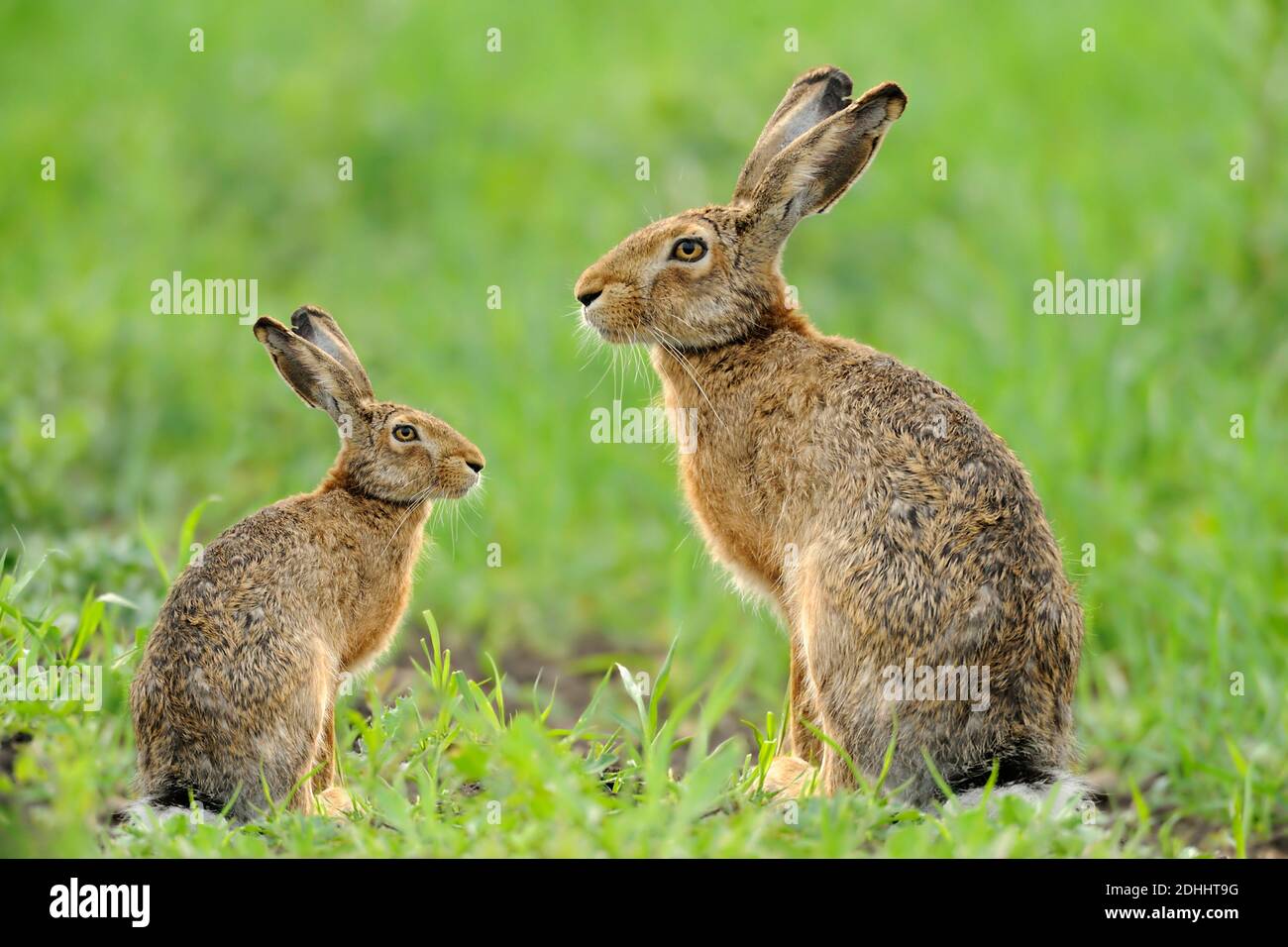 Zwei Hasen High Resolution Stock Photography And Images Alamy