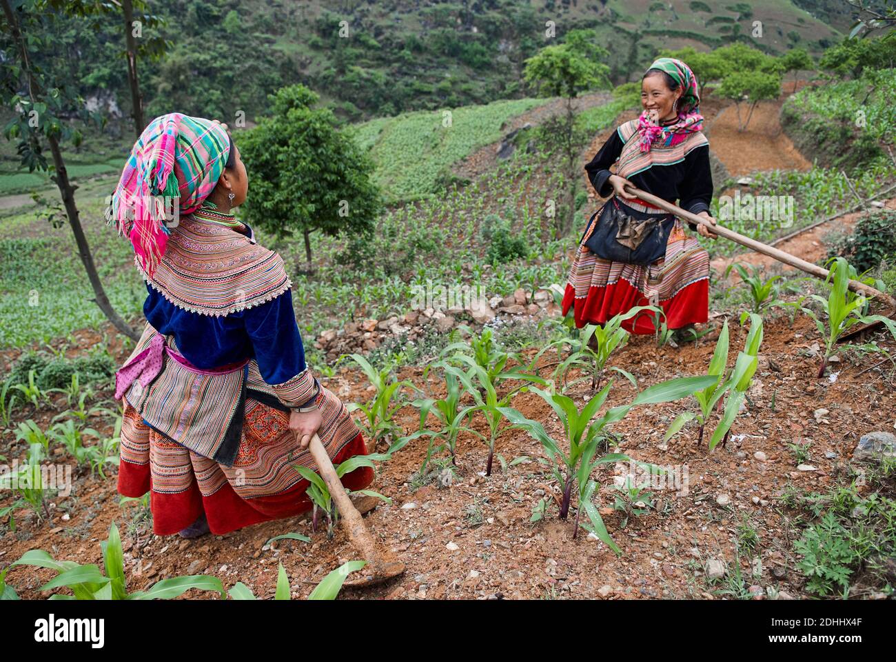 Vietnam. North Vietnam. Bac Ha area. Fields work. Flower Hmong ethnic group. Stock Photo